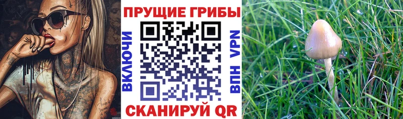 Псилоцибиновые грибы ЛСД Исилькуль